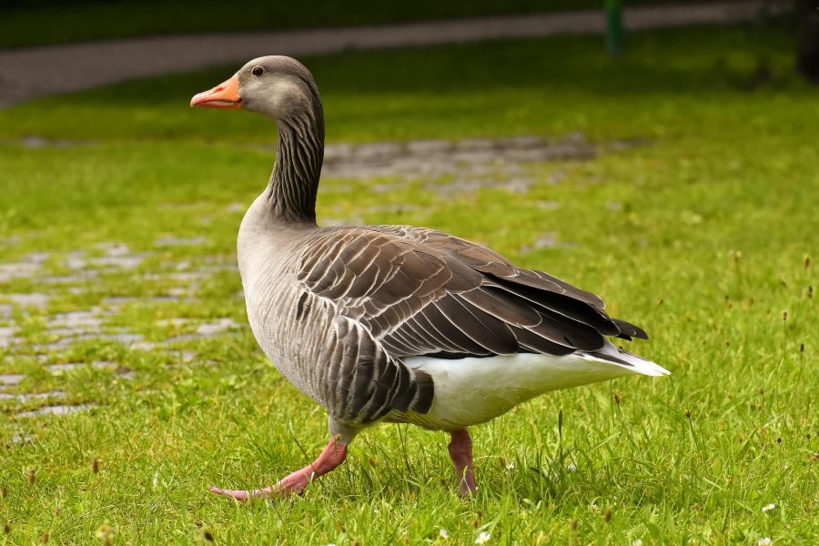 Gänsegeschnatter